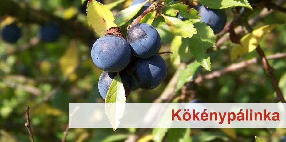 kokenypalinka-palinka-online